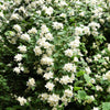 20 SWEET MOCK ORANGE English Dogwood Philadelphus Coronarius Shrub Flower Seeds