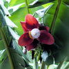 5 PLANTAIN BANANA Musa Balbisiana Hardy Red Flowering Sweet Wild Fruit Tree Seeds