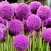 25 GIANT ALLIUM Allium Giganteum Purple Globe Flower Seeds