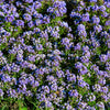 Wonderland Blue Alyssum Seeds – Lobularia Maritima Flower – photo 3