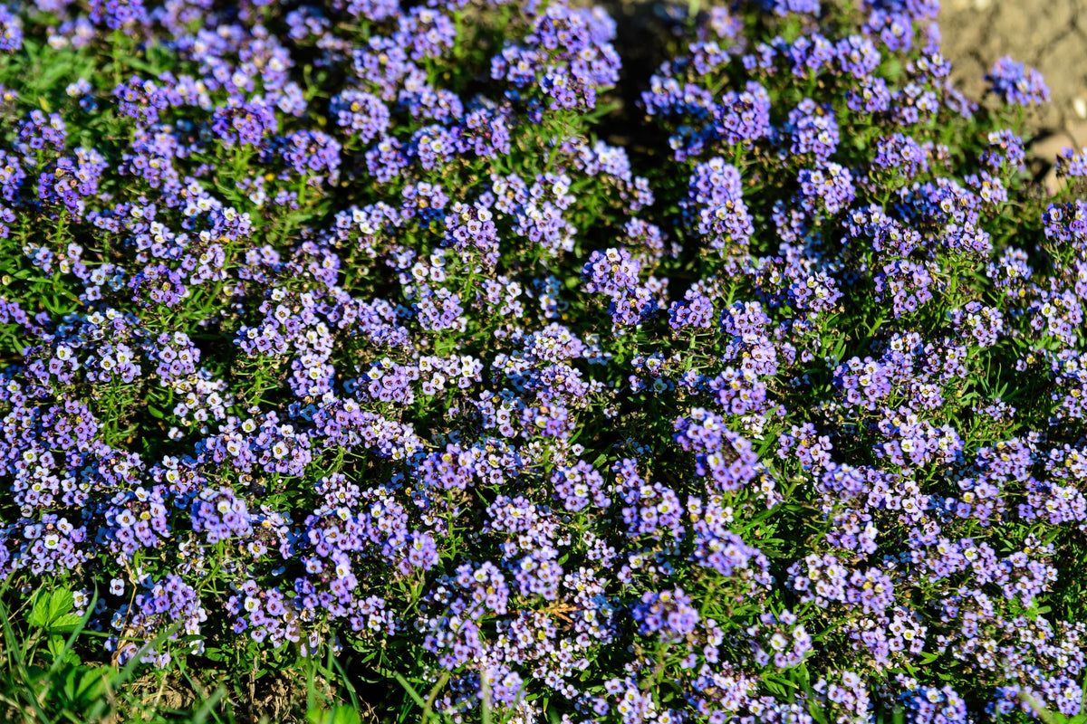 Wonderland Blue Alyssum Seeds – Lobularia Maritima Flower – photo 3