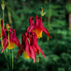 100 ORIENTAL COLUMBINE Plum & White Aquilegia Vulgaris Flower Seeds