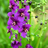 50 VIOLETTA VERBASCUM Phoeniceum Purple Mullein Nectar Flower Seeds