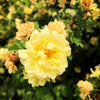 10 Yellow MANCHU ROSE Bush Rosa Xanthina Hummingbird Flower Seeds