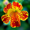 250 TIGER MONKEY Mixed Colors Mimulus Tigrinus Flower Seeds