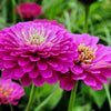 250 PURPLE PRINCE ZINNIA Elegans Flower Seeds