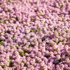 1000 Pink ALYSSUM ROSIE O DAY Lobularia Maritima Flower Seeds