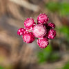 20 RED PUSSYTOES Antennaria Dioica Rubra Everlasting Flower Seeds