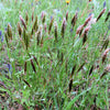 150 SWEET VERNAL GRASS Sweet Grass Vanilla Grass Anthoxanthum Odoratum Fragrant Vernalgrass Ornamental Craft Seeds