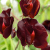 Black Knight Sweet Pea Lathyrus Odoratus Fragrant Flower Vine Seeds