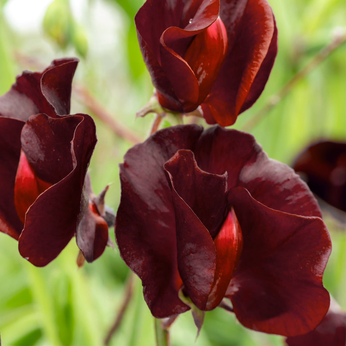 Black Knight Sweet Pea Lathyrus Odoratus Fragrant Flower Vine Seeds