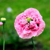 Bombast Rose Peony Poppy Seeds – Papaver Peoniflorum Flower – photo 9