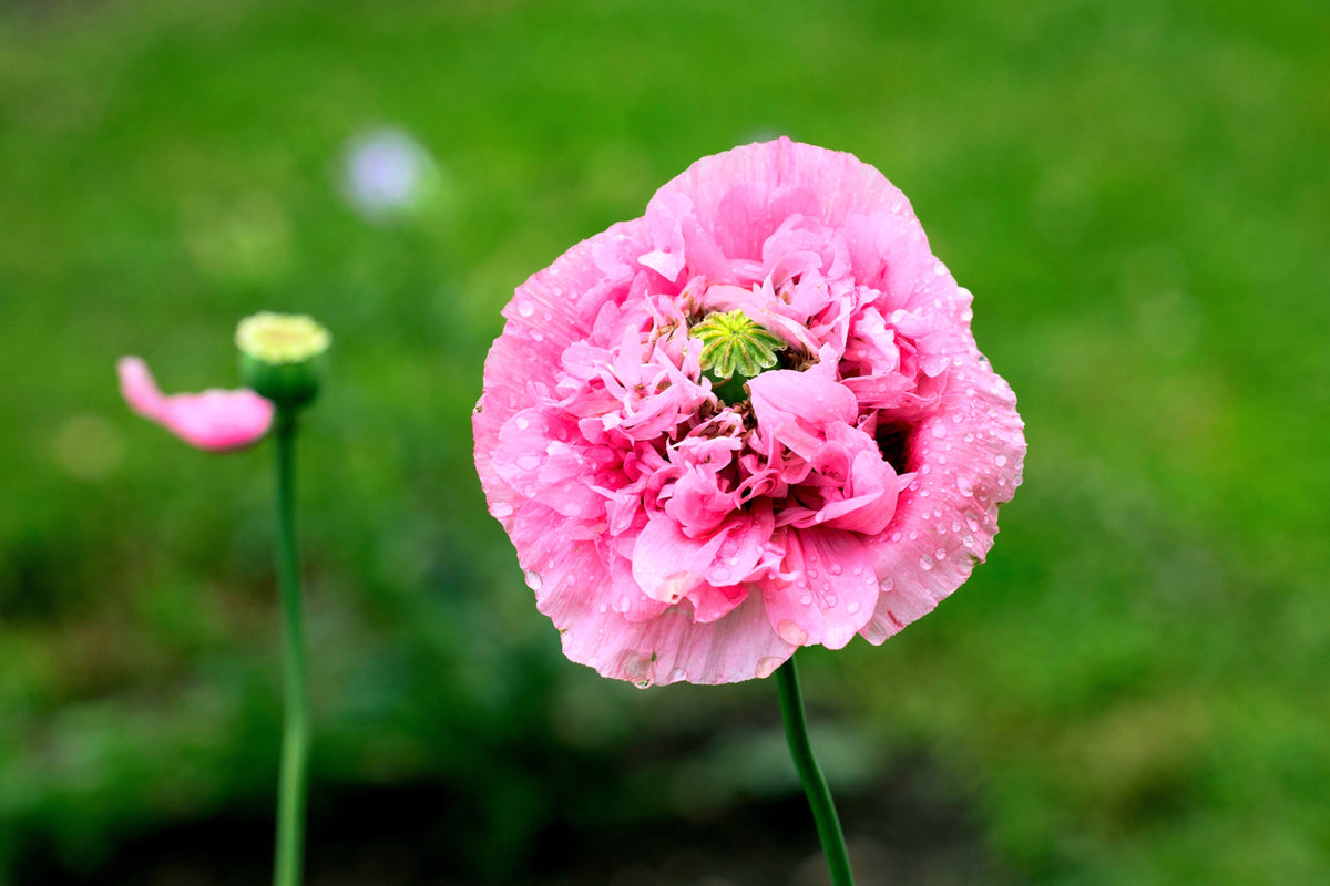 Bombast Rose Peony Poppy Seeds – Papaver Peoniflorum Flower – photo 9