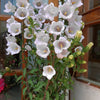 200 White CANTERBURY BELLS - CAMPANULA Medium Flower Seeds