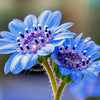50 BLUE FELICIA DAISY 'The Blues' Heterophylla Kingfisher Flower Seeds