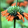 25 KLIP DAGGA (Lions Ear / Lions Tail / Wild Klip Dagga) Leonotis Nepetifolia Flower Seeds