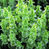 150 BELLS OF IRELAND ( Lady In The Bathtub / Shell Flower ) Moluccella Laevis Green Flower Seeds