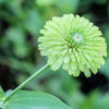 250 GREEN ENVY ZINNIA Elegans Heirloom Chartreuse Double Flower Seeds