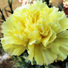 50 YELLOW CARNATION Dianthus Caryophyllus Grenadin Double Flower Seeds