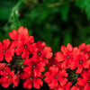 50 SCARLET VERBENA Red Nana Compacta Fragrant Flower Seeds