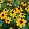 500 BROWN EYED SUSAN Rudbeckia Triloba Flower Seeds