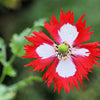 500 DANISH FLAG POPPY Red & White Queens Poppy Papaver Somniferum Danebrog Flower Seeds