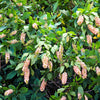 20 Pink SUMMERSWEET BUSH Clethra Alnifolia Rosea Fragrant Flower Shrub Seeds
