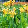 5 YELLOW CANNA LILY Indian Shot Canna Indica Flower Seeds