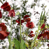 Black Knight Sweet Pea Lathyrus Odoratus Fragrant Flower Vine Seeds – photo 5