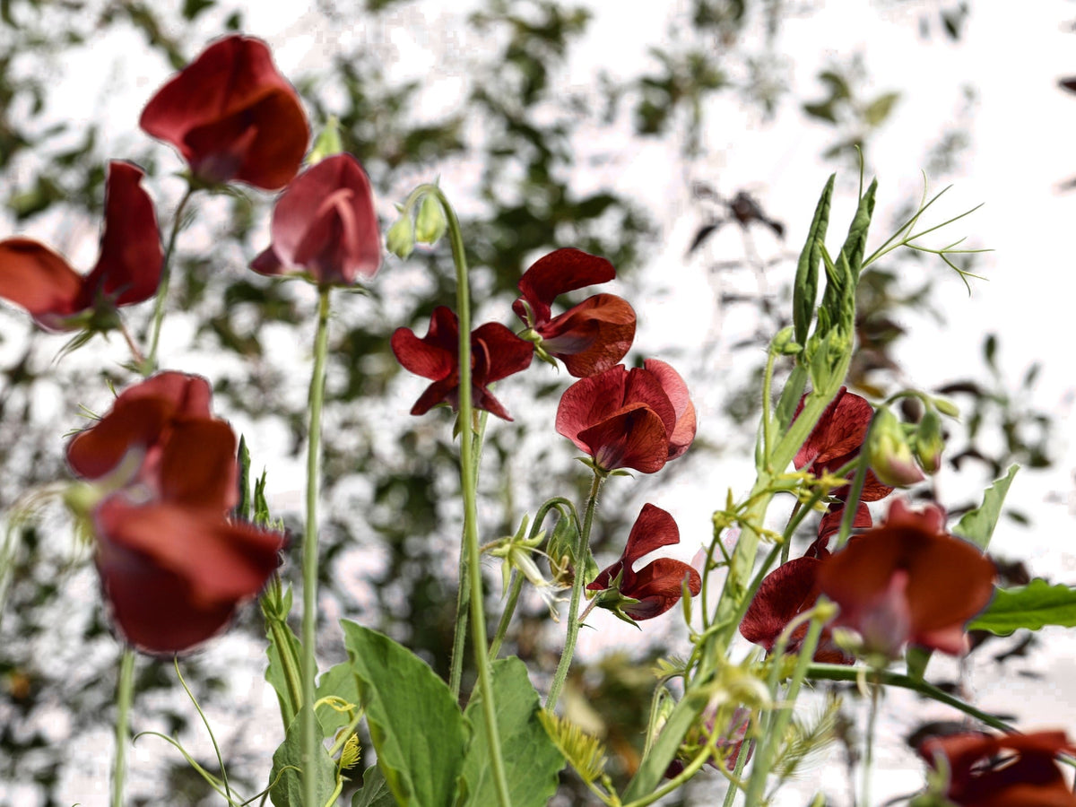 Black Knight Sweet Pea Lathyrus Odoratus Fragrant Flower Vine Seeds – photo 5