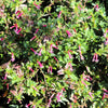 10 ROSE CIGAR PLANT Mexican Firecracker Cuphea Ignea Coan Pink Yellow Hummingbird Flower Seeds