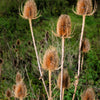 75 FULLERS TEASEL Indian Teasel Dipsacus Sativus White Flower Herb Seeds