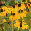 100 YELLOW CONEFLOWER Ratibida Pinnata Flower Seeds