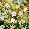 100 Organic WHITE NICOTIANA Flowering TOBACCO Nicotiana Alata Seeds