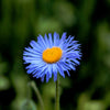500 BLUE FLEABANE DAISY (Dainty Daisy / Aspen Fleabane / Oregon Fleabane) Erigeron Speciosus Flower Seeds