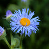 500 BLUE FLEABANE DAISY (Dainty Daisy / Aspen Fleabane / Oregon Fleabane) Erigeron Speciosus Flower Seeds