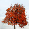10 CHINESE FLAME TREE Koelreuteria Bipinnata Lantern Rain Yellow Pink Flower Seeds