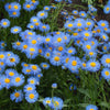 500 BLUE FLEABANE DAISY (Dainty Daisy / Aspen Fleabane / Oregon Fleabane) Erigeron Speciosus Flower Seeds