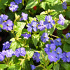 50 BROWALLIA Americana Amethyst Flower Bush Violet Blue Purple Flower Seeds