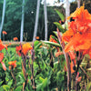 5 ORANGE CANNA LILY Indian Shot Arrowroot Canna Indica Flower Seeds