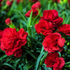 50 SCARLET RED CARNATION Dianthus Caryophyllus Grenadin Double Flower Seeds