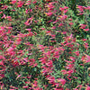 10 ROSE CIGAR PLANT Mexican Firecracker Cuphea Ignea Coan Pink Yellow Hummingbird Flower Seeds