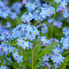 500 Blue FORGET ME NOT Myosotis Sylvatica Shade or Sun Perennial Flower Seeds
