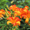 10 MIXED COLORS DAYLILY Hemerocallis Day Lily Fine Mix Red Purple Flower Seeds