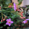 150 FAME FLOWER Jewels of Opar Talinum Paniculatum Portulaca Patens Fameflower Vegetable Leaf Seeds
