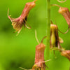 100 PIGGYBACK Plant YOUTH On AGE Tolmiea Thousand Mothers Menziesii Flower Seeds