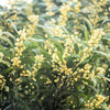 20 AUSTRALIAN BLACKWOOD TREE Black Acacia Melanoxylon Wattle Yellow Flower Seeds