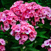 100 BRILLIANT PHLOX Drummondii Two Tone Pink Flower Seeds
