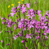 100 RAGGED ROBIN Pink Purplish Lychnis Flos Cuculi Flower Seeds