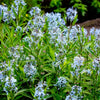 10 SHINING BLUESTAR Ozark or Showy Blue Star Amsonia Illustris Flower Seeds